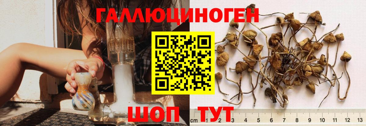 Псилоцибиновые грибы мицелий Чернушка